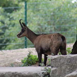Alpine Chamois