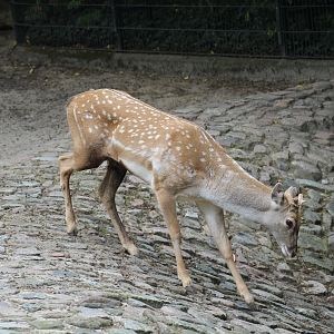 Persian Fallow Deer