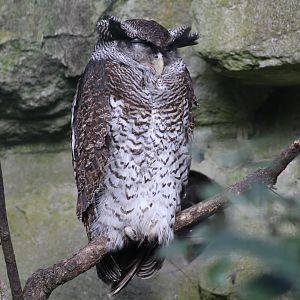 Javan Barred Eagle-Owl