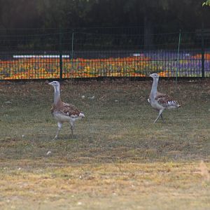 Great Bustards