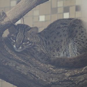 Palawan Leopard Cat