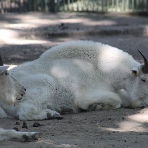 Rocky Mountain Goats