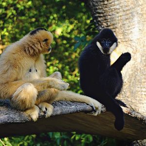 White-cheeked gibbon