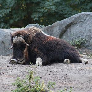 Barren Ground Muskox