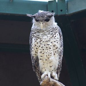 Sri Lankan Spot-Bellied Eagle-Owl