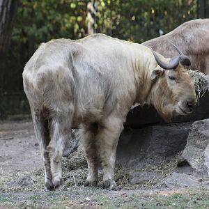 Golden Takin