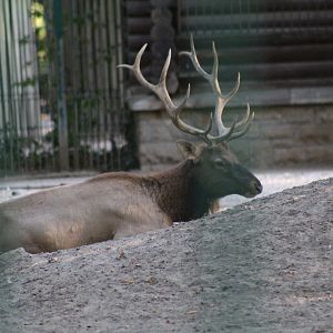 Altai Wapiti