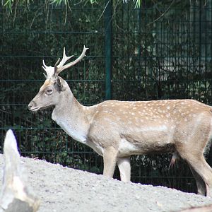Persian Fallow Deer