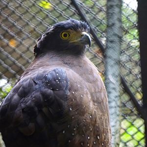 Crested serpent eagle