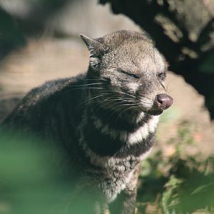 Malayan Civet