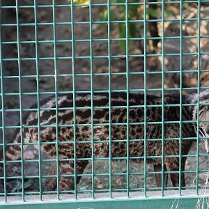 Malayan Civet