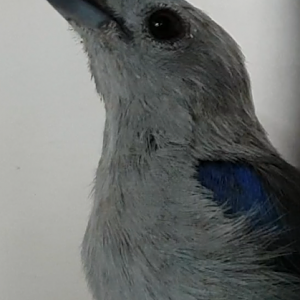 Blue-grey tanager