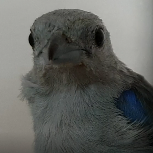 Blue-grey tanager