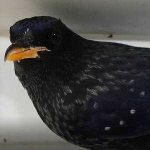 Blue whistling thrush