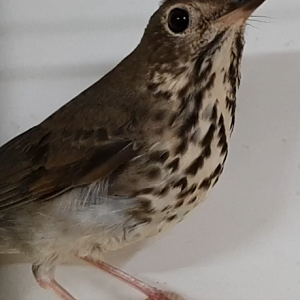 Hermit thrush
