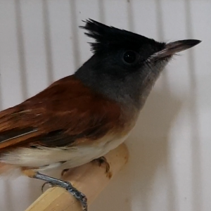 Indian paradise monarch