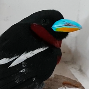 Red and black broadbill