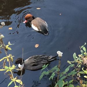 Northern Pintail and Red-Crested Pochard (17-11-2018