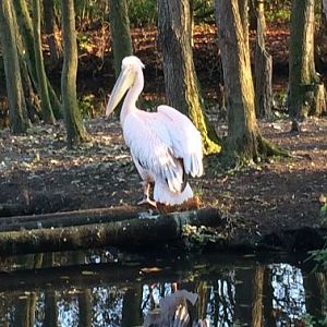 Great White Pelican (Pelecanus onocrotalus) 17-11-2018
