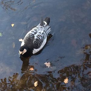 Barnacle Goose (Branta leucopsis) 17-11-2018