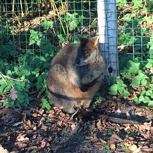 Swamp Wallaby (Wallabia bicolor) 17-11-2018