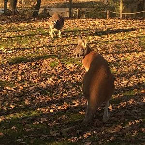 Red Kangaroos (Macropus rufus) 17-11-2018