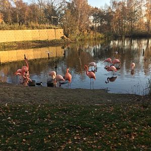 ''Hybrid'' Flamingos 17-11-2018