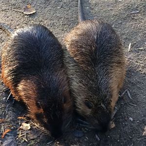 Nutria / Coypu ( Myocastor coypus) 17-11-2018