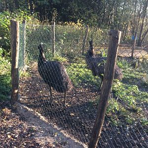 Emu (Dromaius novaehollandiae) 17-11-2018