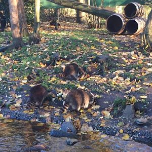 Northern Raccoons (Procyon lotor) 17-11-2018