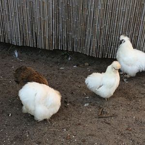 Silkie Chicken (Gallus gallus domesticus) 17-11-2018