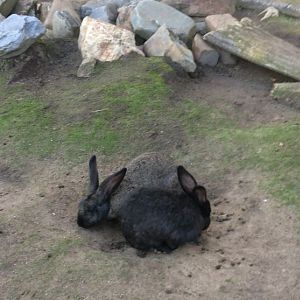 Flemish Giant (Oryctolagus cuniculus) 17-11-2018