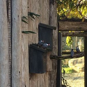 Java Sparrow (Lonchura oryzivora) 17-11-2018