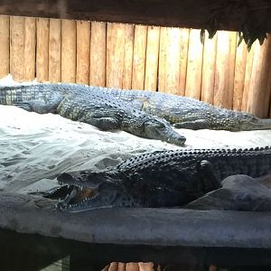Nile Crocodile (Crocodylus niloticus) 17-11-2018