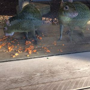 Azara's Agouti (Dasyprocta azarae) 17-11-2018