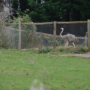 New Ostrich, November 2018