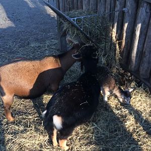 Goats (Capra aegagrus hircus) 17-11-2018