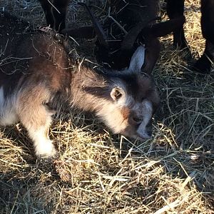 Baby Goat (Capra aegagrus hircus) 17-11-2018