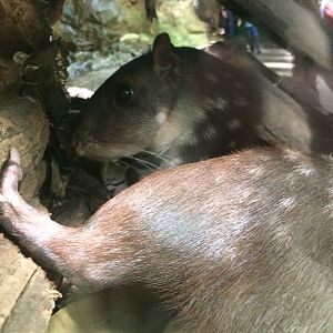 Lowland Paca (Cuniculus paca) 12-8-2018