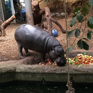 Feeding Pygmy Hippopotamus (Choeropsis liberiensis) 12-8-2018