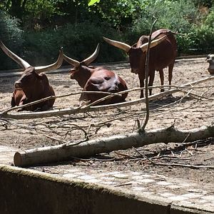 Ankole-Watusi (Bos taurus) 12-8-2018