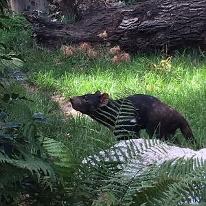 Tasmanian Devil (Sarcophilus harrisii) 12-8-2018
