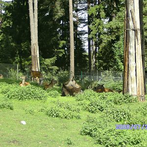 Deers and moose, Kolmården "Safari" (2008)