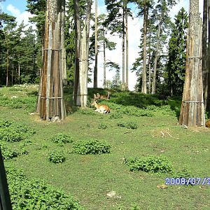 Deers, Kolmården "Safari" (2008)