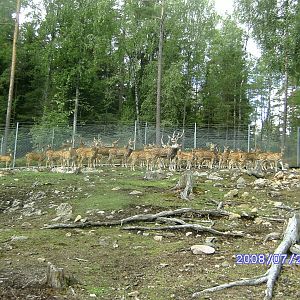 Deers, Kolmården "Safari" (2008)