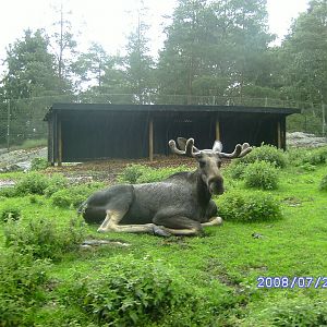 Moose, Kolmården "Safari" (2008)