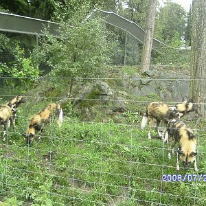 African wild dogs, Kolmården "Safari" (2008)