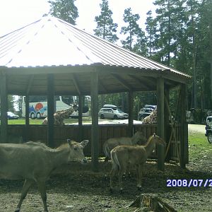 Different animals, Kolmården "Safari" (2008)