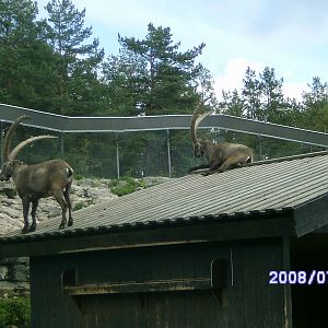 Alpine ibex, Kolmården "Safari" (2008)
