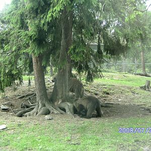 Bears, Kolmården "Safari" (2008)